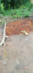Crude palm oil - Image 2