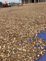 Raw cashew nuts and kernel - Image 1