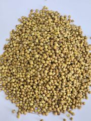Coriander - Image 1