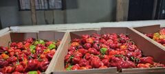 HOTPEPPER - Image 1