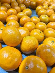 Fresh Murcott Oranges Sweet Juicy Easy Peel Premium Quality For Export quality packing - Image 1