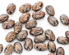 Castor Seed Grade Comertial, Hybrid Castor - Image 3