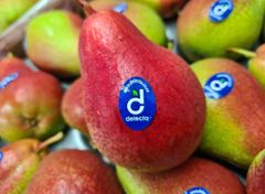 Fresh Forelle, Packhams, Rosemary pears for sale - Image 3