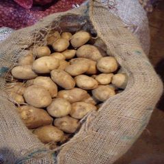 Wholesale Fresh Potatoes For Commercial Food Preparation With Firm Flesh Clean Appearance And Versatile Use - Image 2
