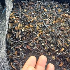 Macrocystis Dried seaweed Brown from peru - Image 6