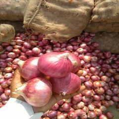 Farm Fresh Whole Onion Premium Bulk Supply Red Onion for Retail Food Service and Export Market - Image 1