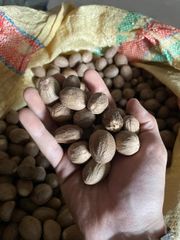 Nutmeg - Image 1