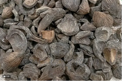 Palm Kennel shell - Image 1