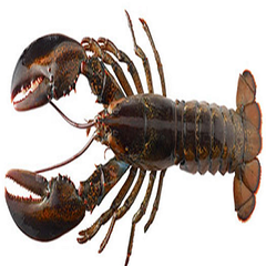 Seafood Fresh and frozen Lobster - Image 1