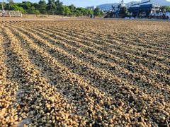 Vietnamese Arabica – Green Beans & Roasted Coffee (Origins: Son La, Quang Tri, Lam Dong) - Image 3