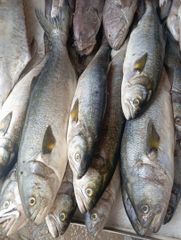 Frozen Atlantic Mackerel — Premium Wild Caught - Image 1