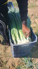 Spring Onion (Green Onion) Origin Egypt Shelf Life Excellent Quality Export Quality Quality Standard European Export Standards - Image 5
