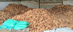 Semi-husked Coconut – product photo 4, product detail gallery