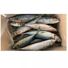 Market Price Fresh Fish Frozen Yellow Fin Tuna Skipjack. – product photo 2, product detail gallery