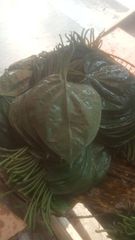  Fresh Betel Leaves - Mitha Pan (Jashore Special) - Image 1