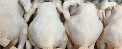 Frozen Chicken - Image 1
