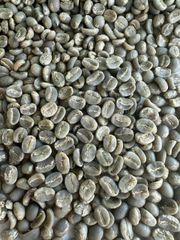 ROBUSTA - Image 4
