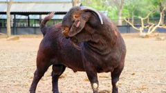High Quality Kalahari Goats Pure Breed Livestock for Commercial Farming and Export ODM Ready - Image 2