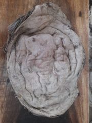 Beef Omasum - Image 4