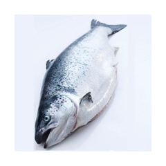 frozen salmon belly for sale / V-shape Gutted Salmon Fish Head, Frozen Salmon Fish ,Frozen King Salmon Fish. - Image 2