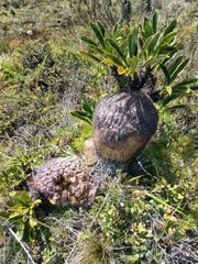 Live Myrmecodia brassii (Ant Plant) from Wamena, Papua - Image 2