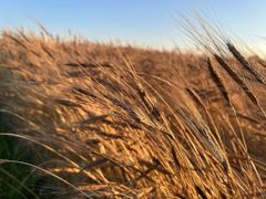 Einkorn - Image 4