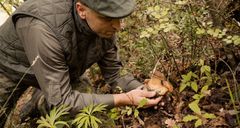 Frozen Summer 1kg Aroma Truffle Slice Chips Pollution-Free Product - Image 4