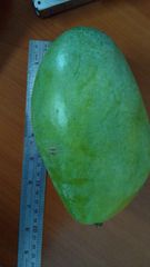 Premium Fresh Indonesian Manggo – product photo 1, product detail gallery