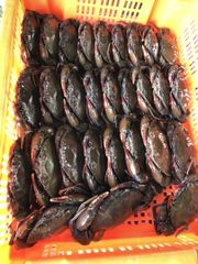 Soft Shell Crab (Mud Crab) - Image 1