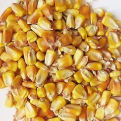 Brazilian Yellow Corn frozenchickenexports.com – product photo 5, product detail gallery