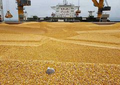 Yellow corn non GMO Origin Ukraine Features GMO-Free Delivery Form Other Aflatoxin B1 Max 5ppb Packaging Bulk vessel Storage Type Port sylo - Image 4