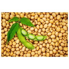 Animal Feed Soybeans frozenchickenexports.com - Image 4