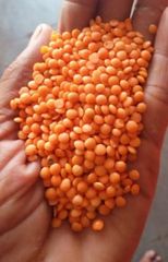 Premium Quality Red Lentils - Image 2