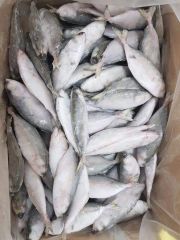 BIG EYE SCAD FOR HIGH QUANTITY WHOLESALE Ph Value Na Style Frozen Content Fish Additives Na Variety Bigeye Weight - Image 2