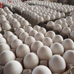 60g Fresh Table Eggs Grade A - Image 3