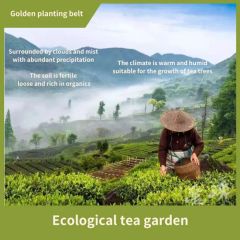 Fouramazingtea Bi Luochun Tea (Green Spring Snail Tea) Pi Luochun Slimming Tea Tea Bag Green Tea - Image 2