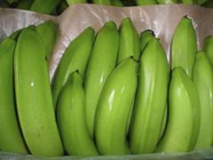 CAVENDISH BANANA / Fresh Green Banana – product photo 1, product detail gallery
