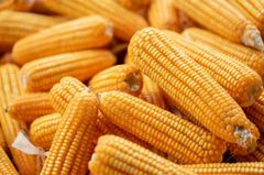 Yellow Maize, Origin Myanmar – product photo 3, product detail gallery