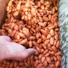 GRADE 1 FINE FLAVOUR COCOA BEANS – product photo 1, product detail gallery