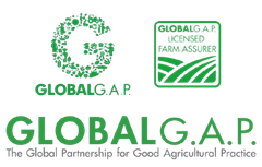 global gap certificate from MADA TRADE CO.