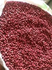 Speckled Beans - Image 2