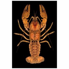 Crayfish/Crawfish / Lobster Crawfish Style Fresh Type Lobster Weight (kg) 5 Packaging Bulk Content LOBSTERS Variety - Image 6