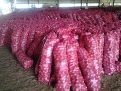 A GRADE RED ONION – product photo 4, product detail gallery