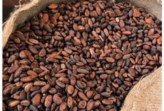 BULK COCOA BEANS - PREMIUM – product photo 2, product detail gallery