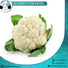 Egypt Quality Fresh Cauliflower Style Fresh Weight (kg) 1.5 Certification BV Place of Origin Egypt Cultivation Type - Image 4