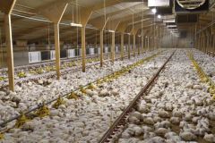 Flicker Free Chicken Farm LED Poultry Light IP65 Dimmable LED Bulb for Poultry House - Image 6