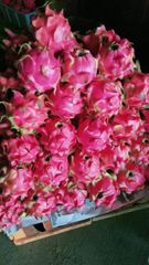 Fresh Dragon Fruit  - Indonesian Fresh Dragon Fruit with Vibrant Color, Refreshing Taste, and Excellent Quality - Image 1