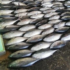 FRESH TUNA FISH /SKIPJACK TUNA/YELLOW - Image 4