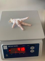 Frozen Chicken Feet – product photo 2, product detail gallery