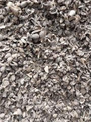 Palm kernell shell - Image 1